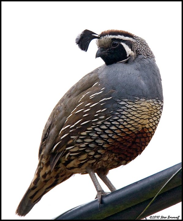 _0SB4602 california quail.jpg